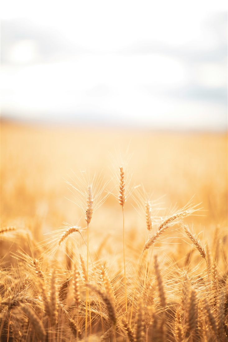 Golden wheat field at dusk